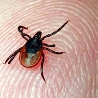Клещи за полторы недели покусали 900 омичей