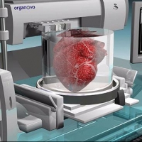 Томские ученые разрабатывают программу 3D-печати органов
