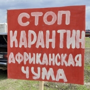 В Омске могут ввести карантин по африканской чуме