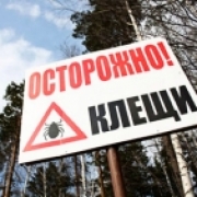 От укуса клещей пострадали уже более 150 омичей